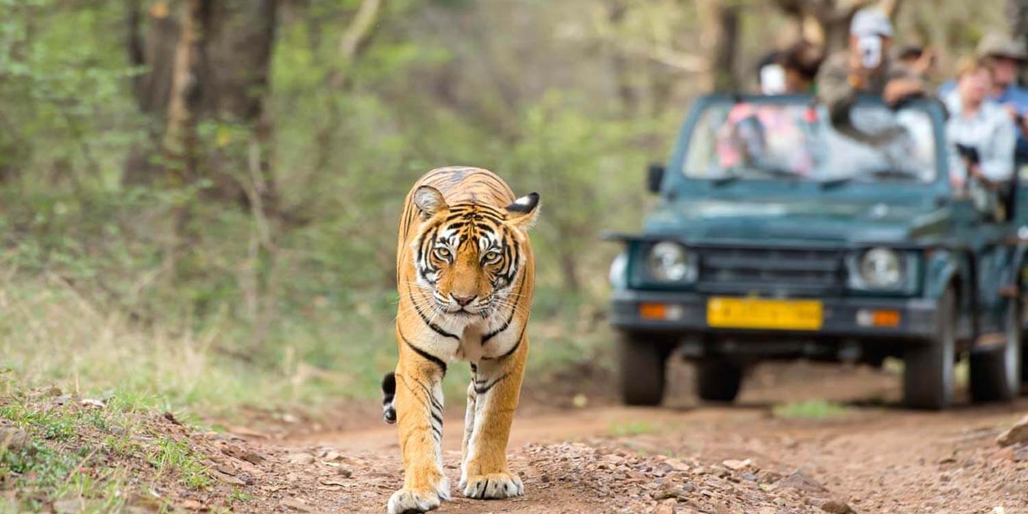 tiger safari ranthambore rajasthan